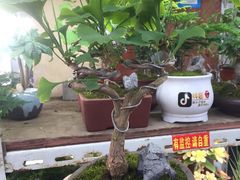 -万商花鸟市场