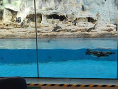 -帝企鹅自助餐厅•儿童岛•真企鹅(长隆企鹅酒店)