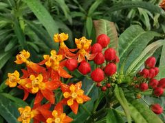 -南宫五洲植物乐园