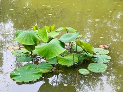 -合肥滨湖国家森林公园