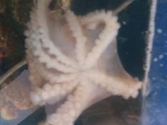 -宾朋海鲜特色美食餐厅·纯手工鲅鱼水饺(兴海路店)