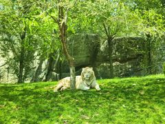 -北京野生动物园