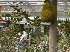 -南宫五洲植物乐园