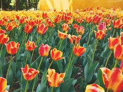 -长春公园(普阳街道)