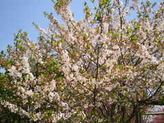 -南汇桃花村