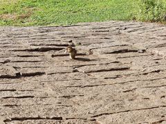 -五营红松林海景区