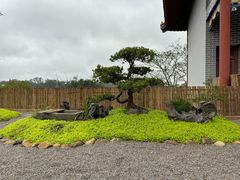 -南宁良凤江国家森林公园