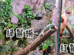 -上海大自然野生昆虫馆(东方明珠·爬宠昆虫探索中心)