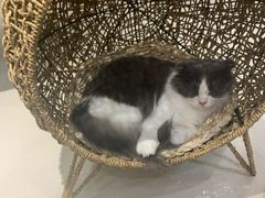 -飞行喵MR PILOT|猫舍·猫咖(静安大融城店)