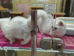 -宝鸡东道花鸟鱼虫市场(吉利花园商场店)