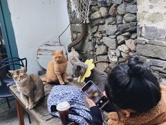-喵屿·大理花园猫咖