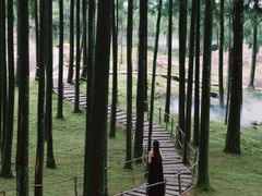 -玉苍山国家森林公园