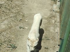 -新疆天山野生动物园