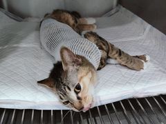 -派特宠物医院(圆融广场店)