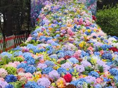 -上海共青森林公园