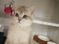 -东方名猫馆·英短金渐层布偶猫舍(环线广场1号楼店)