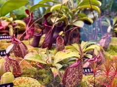 -中国科学院西双版纳热带植物园