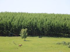 -塞罕坝国家级自然保护区