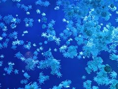 -珠海长隆海洋王国