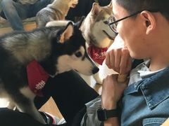 -Husky Go! 哈士奇体验馆·宠物咖啡厅狗咖