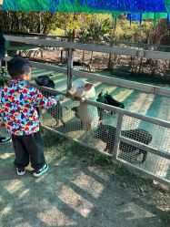 -阿菠萝小猪农场·萌宠乐园·亲子游·研学