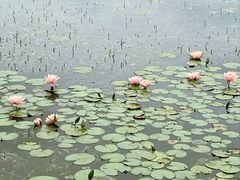 -白鹭湾湿地公园