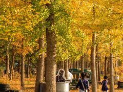 -龙口南山旅游景区
