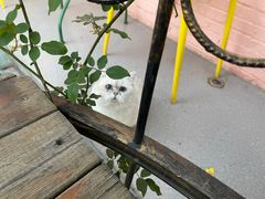 -喵屿·大理花园猫咖