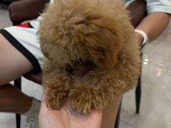 -柴犬小屋·柴餐厅·狗咖食堂(金鼎广场店)