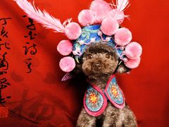 -读宠于你·约克夏比熊·睫角守宫·爬宠售卖(高新店)