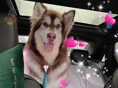 -芭比堂动物医院·犬猫全科·异宠专科(雁塔分院)