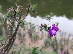 -东莞植物园