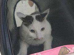 -达爱动物医院·犬猫分区·CT·复杂眼科(远洋山水分院)