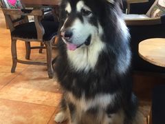 -more than meow吴止猫主题餐厅(承德 中船汇店)