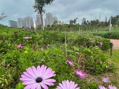 -安宁市宁湖森林公园