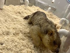 -怪兽屋·羊驼·猫咖·狗咖(俊华广场店)