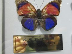 -上海昆虫博物馆