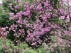 -重庆市江北嘴中央商务区中央公园