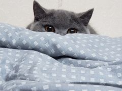-屋虎猫馆(宝安大仟里店)