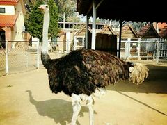 -意大利农场度假村