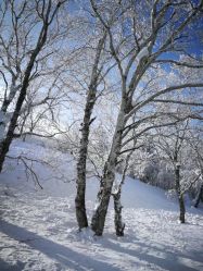 -大秃顶子山(雪谷店)
