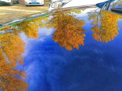 -金塔沙漠胡杨林景区