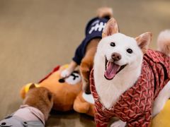 -逗柴咖啡屋·狗咖猫咖宠物桌游