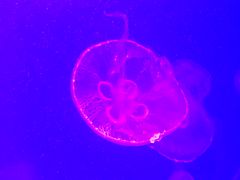 -多彩贵州城极地海洋世界