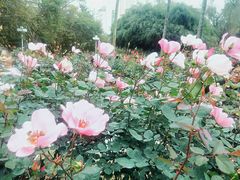 -人民公园(罗湖区)