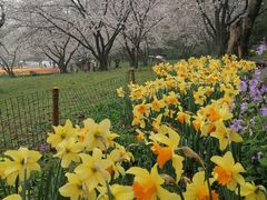 -苏州上方山国家森林公园