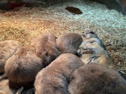 -Zoolung Zoolung动物主题公园(海信广场店)