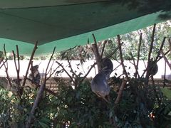-可伦宾野生动物保护区