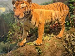 -陕西自然博物馆