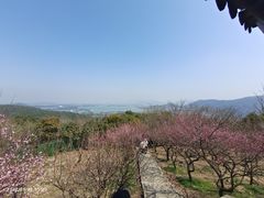 -香雪海
